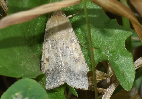 Heliothis nubigera (Noctuidae)